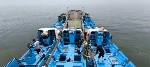 대부도 연안 해상에 조피볼락 치어 방류 작업 모습 /사진제공=안산시