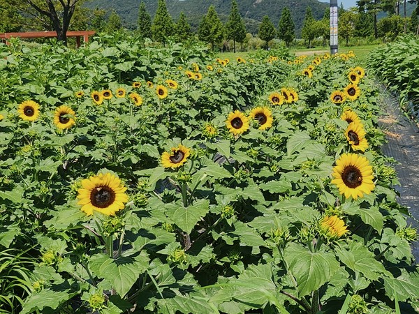 시는 황산공원 내 해바라기 군락이 장관이라고 전했다. /사진제공=양산시