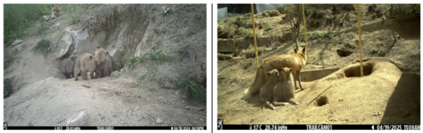 2024년 방사개체 출생 당시 모습(왼쪽)과 2025년 시설 내 새끼 출생 모습 /자료제공=환경부