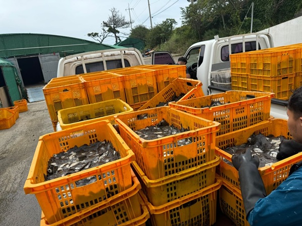 고수온 피해 양식어류 /사진제공=포항시