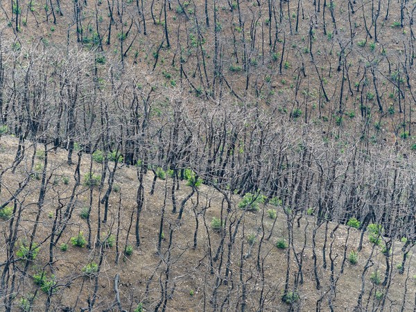고운사 사찰림에서 산불 후 맹아가 자란 숲 /사진제공=그린피스