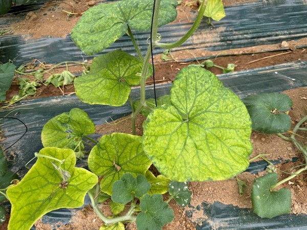 멜론 박과퇴록황화바이러스(잎, 황화 및 퇴록) /사진제공=경기도농업기술원