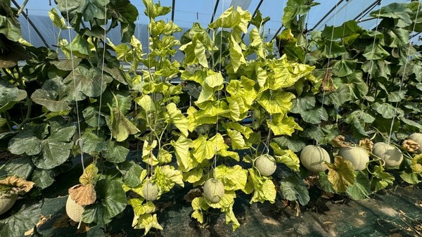 멜론 박과진딧물매개황화바이러스(전경) /사진제공=경기도농업기술원