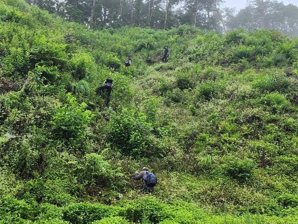 큰나무 조림지 풀베기 현장 /사진제공=영주시
