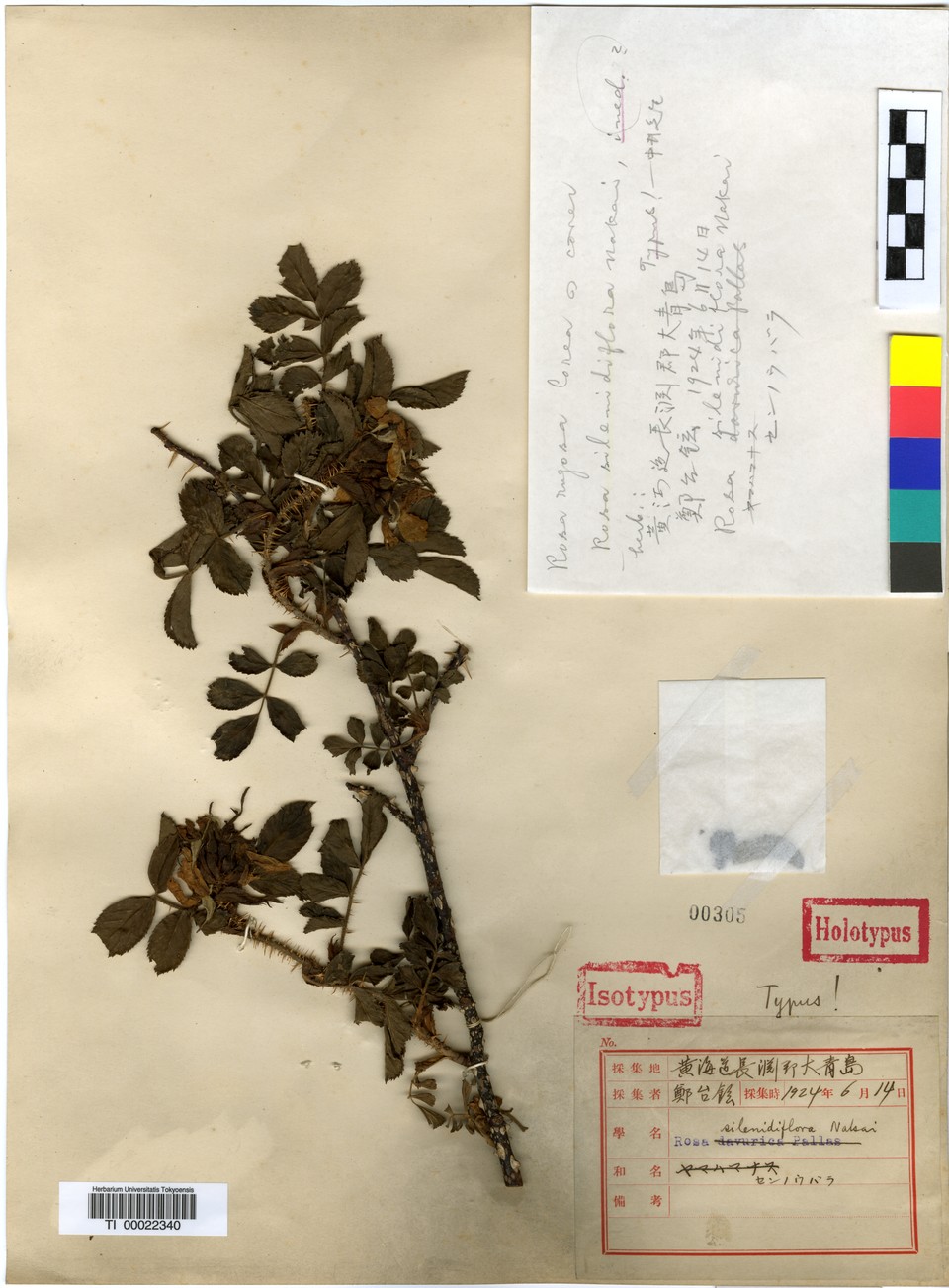1924년 6월 14일 정태현이 대청도에서 채집한 민생열귀나무(Rosa silenidiflora Nakai ex T. Kawamoto) 정기준표본. 도쿄대학교 식물표본관(TI)에 보관돼 있는 표본 라벨에는 그의 실명이 적혀 있지만, 신종 기재 시 명명자 표기는 일제강점기 강제가명인 T. Kawamoto로 발표됐다. /사진제공=국립수목원