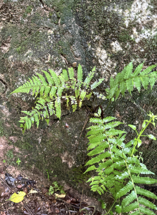 양치식물 /사진=백하연 학생기자