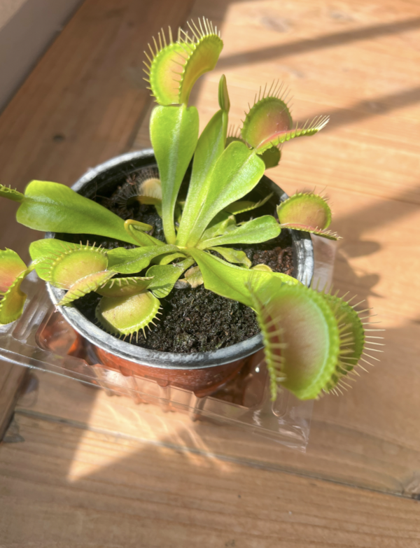 직접 키운 파리지옥 /사진=김나무 학생기자