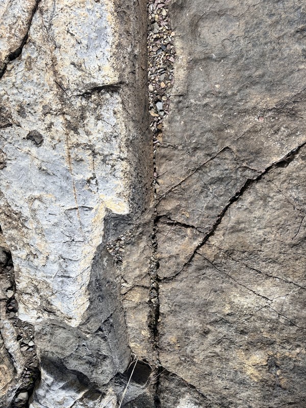 나무화석 /사진=김나영 학생기자