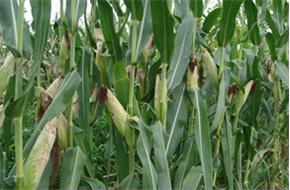 사료용 옥수수 수확 적기 이삭 모양/사진=환경일보DB