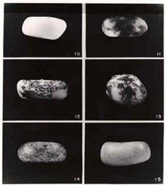 옥수수 알갱이 얼룩무늬 형태/ 자료출처 = 논문 잊혀진 전통과 신화화된 '고립' : 미국의 옥수수 유전학 전통과 바비라 맥클린톡의 연구 활동