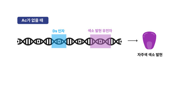 Ac 유무에 따른 Ds의 활성 변화 /사진=김하진 학생기자