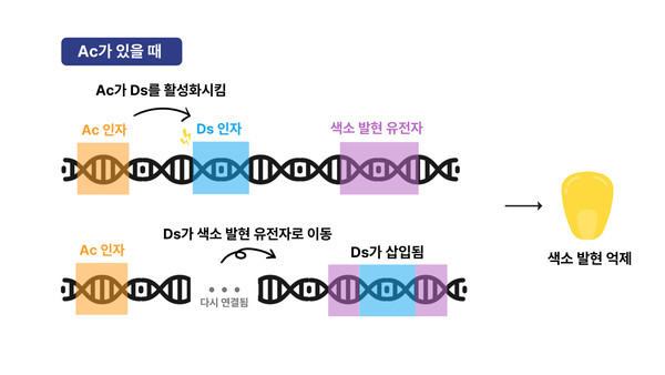 Ac 유무에 따른 Ds의 활성 변화 /사진=김하진 학생기자