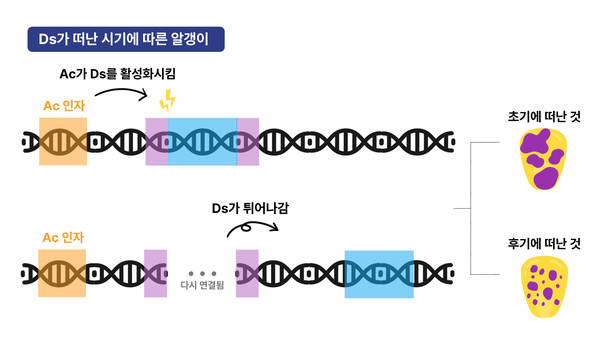 Ds가 머무른 시간에 따른 얼룩반점 크기 /사진=김하진 학생기자