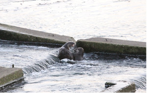 수달 /사진=안산 환경재단