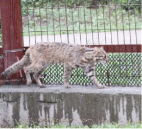 삵 /사진=안산 환경재단