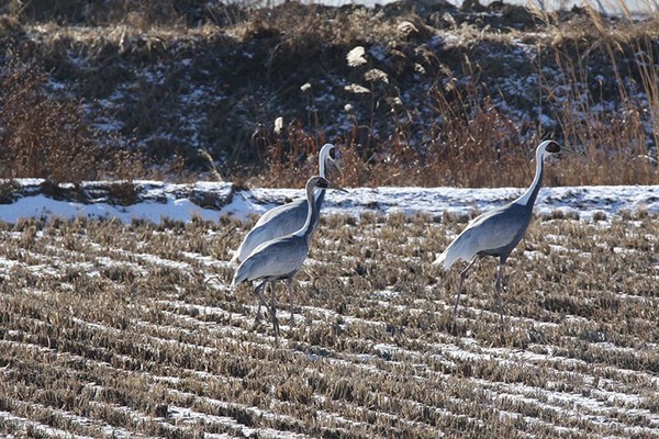 재두루미의 모습 /사진=공공누리 국립생태원