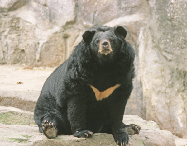 반달가슴곰 /사진=국립생물자연관