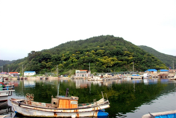 발산리 모감주나무와 병아리꽃나무 군락  /사진제공=포항시