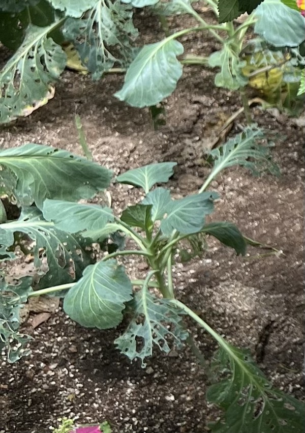 기주식물의 일종인 케일 /사진=백성희 학생기자