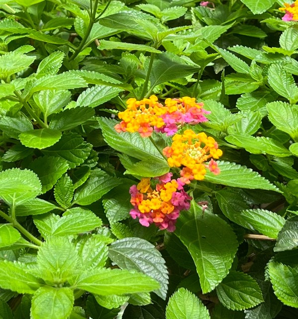 흡밀식물의 일종인 란타나 /사진=백성희 학생기자