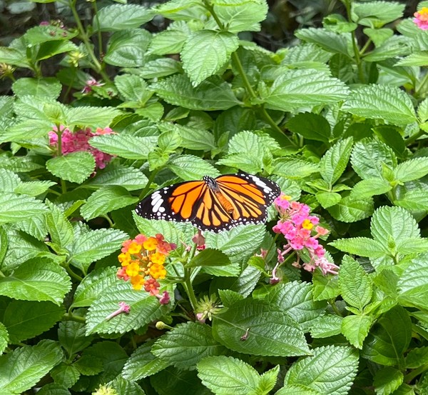 별선두리왕나비 /사진=백성희 학생기자