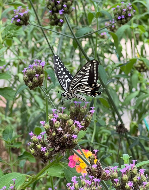 호랑나비 /사진=백성희 학생기자