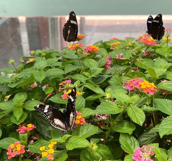 남방오색나비 /사진=백성희 학생기자