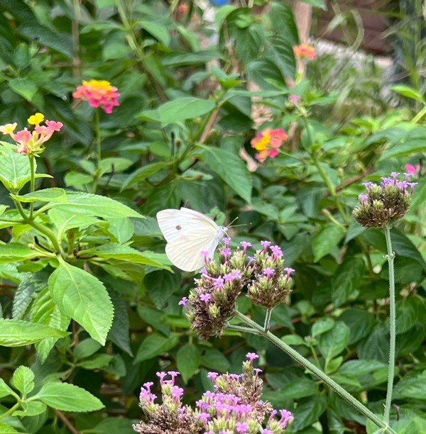 배추흰나비 /사진=백성희 학생기자