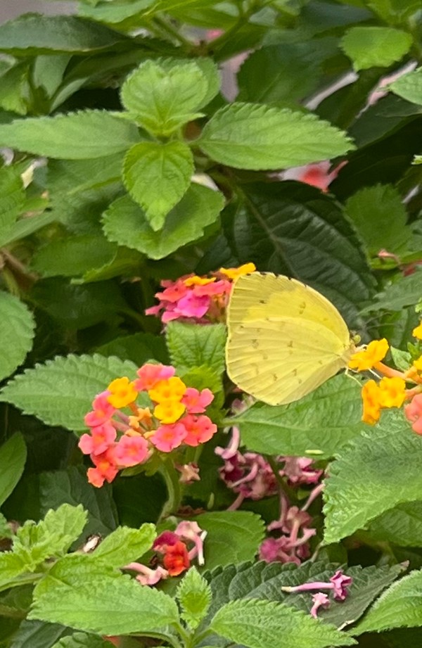 남방노랑나비 /사진=백성희 학생기자