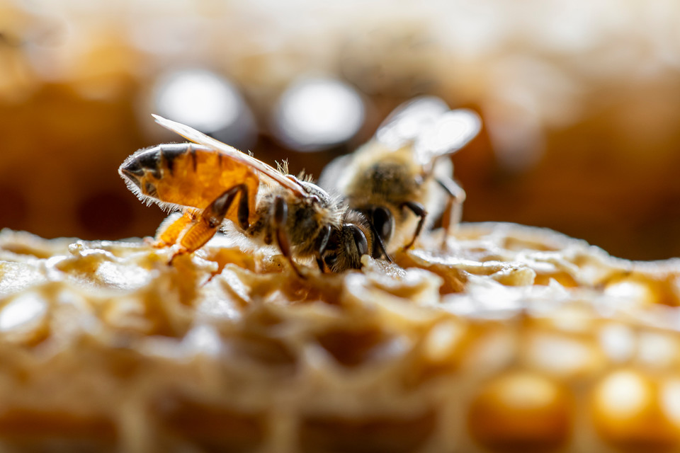 농촌진흥청은 12일 지자체 꿀벌자원육성지원센터(꿀벌증식장) 5개소에 고품질 로열젤리 생산 꿀벌품종인 ‘젤리킹’의 원원여왕벌을 공급한다고 밝혔다.. /사진=환경일보DB