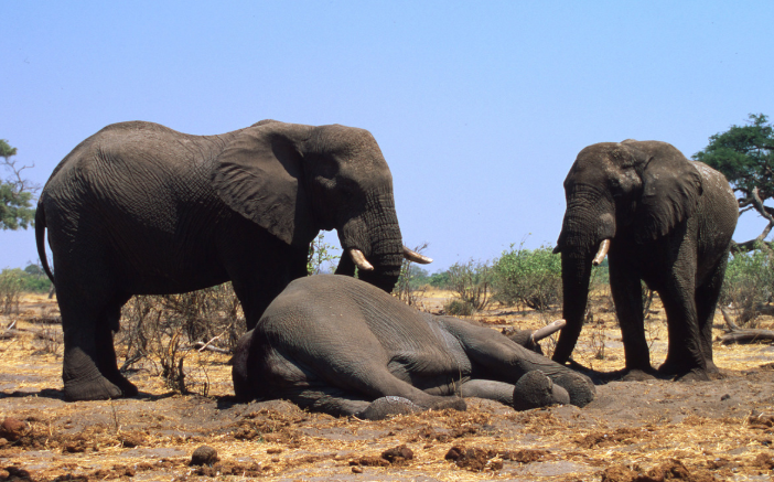 보츠나와 초베 국립공원에서 죽은 코끼리를 애도하고 있는 모습 /사진제공=Martin Harvey, WWF