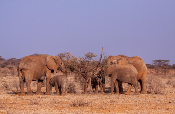 가뭄 기간에 나무를 먹고 있는 코끼리 /사진제공=WWF-US, Bruce D. Taubert