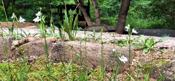 희귀특산식물보전원 내 해오라비난초 /사진제공=국립수목원