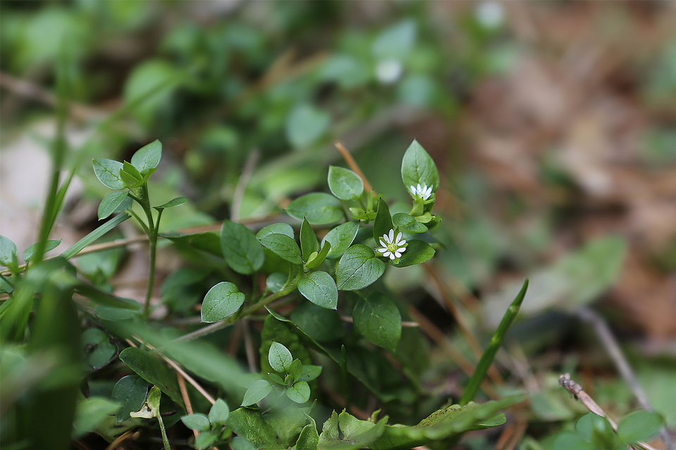별꽃 /사진제공=국립호남권생물자원관