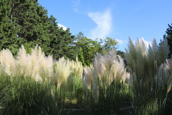 20일 천리포수목원에서 만개한 팜파스그라스 /사진제공=천리포수목원