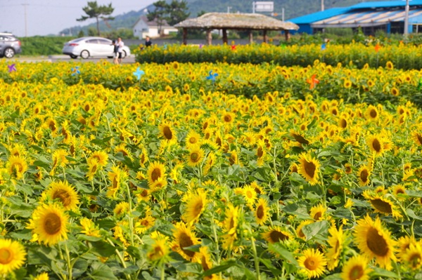 포항 호미반도 경관단지에 조성된 해바라기 꽃밭 /사진제공=포항시
