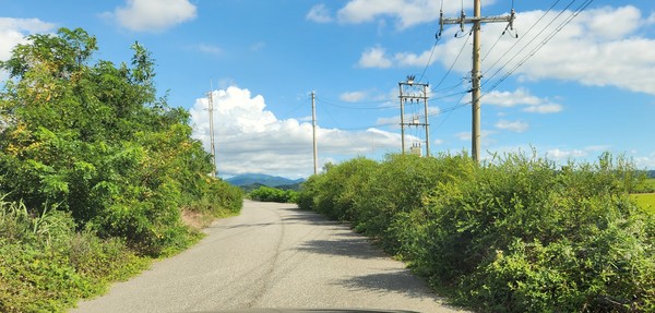 고천암 도로 /사진=박인석 기자