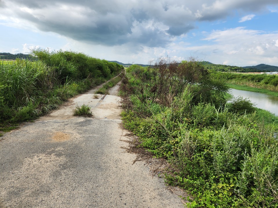 잡목이 정비되지 않은 고천암 도로  /사진=박인석 기자