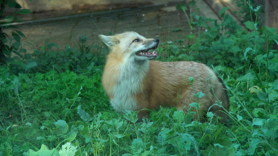 다큐멘터리 ‘생츄어리’ 스틸컷 /자료제공=서울동물영화제