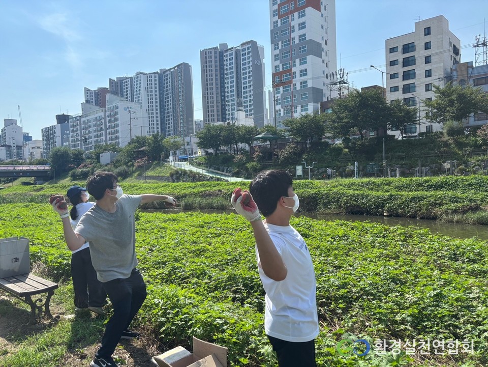 ‘깨끗한 하천, 우리 생태계’ 프로젝트 참여자들이 불광천에 EM 흙공을 던지고 있다. /사진제공=환경실천연합