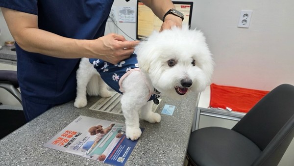 9월 1일부터 9월 30일까지 2025년 하반기 광견병 예방접종 실시 /사진제공=안성시