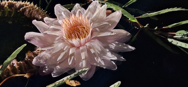 빅토리아수련 /사진제공=국립수목원