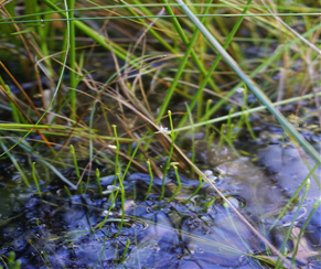 자주땅귀개 /사진제공=환경부