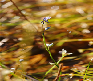 자주땅귀개 /사진제공=환경부