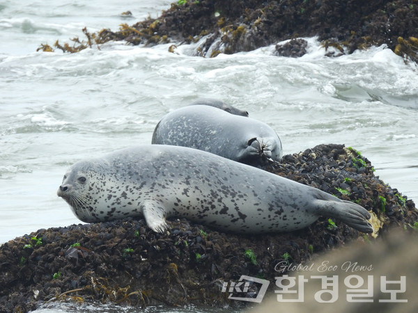 2025년 8월27일 현재 백령도 연안에 머물고 있는 점박이물범은 총 355마리로 확인됐다. /사진제공=인천녹색엲바