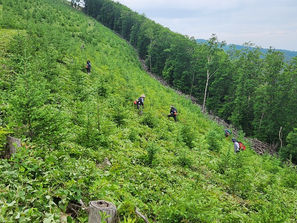 조림지 풀베기 사업 완료 /사진제공=강원도