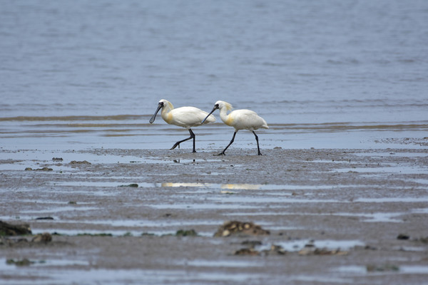 갯벌 /사진제공=인천환경운동연합