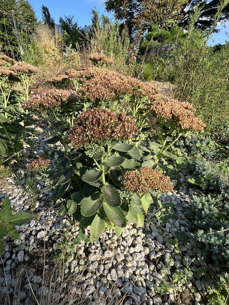 큰꿩의 비름 /사진=백성희 학생기자