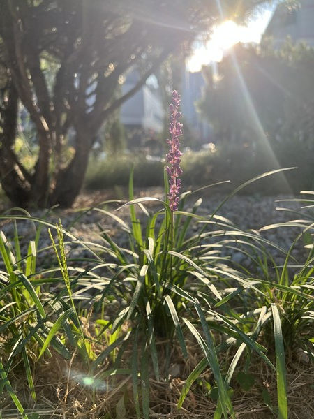 맥문동 /사진=백성희 학생기자