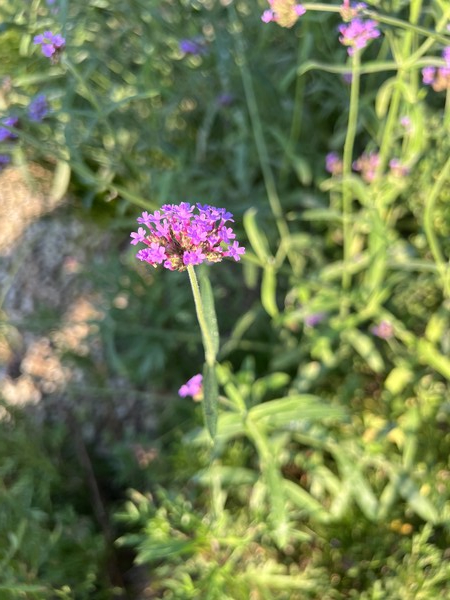 버베나 /사진=백성희 학생기자